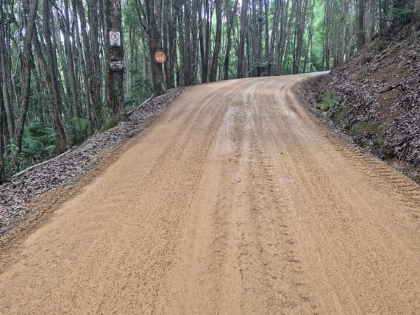 Freshly re-sheeted gravel road curving uphill through tall forest, with a cut bank on one side