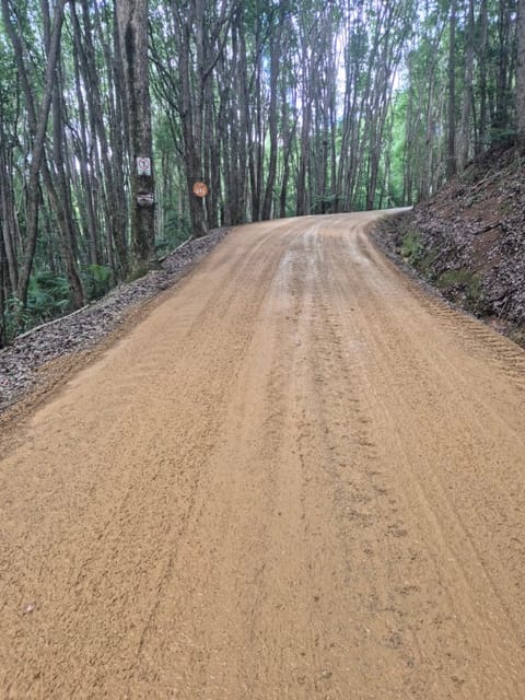 Freshly re-sheeted gravel road curving uphill through tall forest, with a cut bank on one side